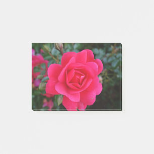 hübsche rosa Rosenblumenfotografie Post-it Klebezettel