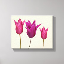 Hübsche Rosa Tulpen, schlicht, blumengeschmückt
