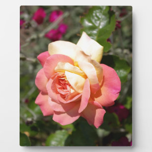 Hübsche rosa und gelbe Blume. floral Fotoplatte