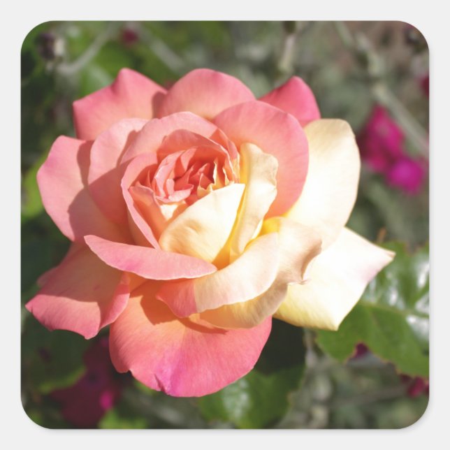 Hübsche rosa und gelbe Blume. floral Quadratischer Aufkleber (Vorderseite)