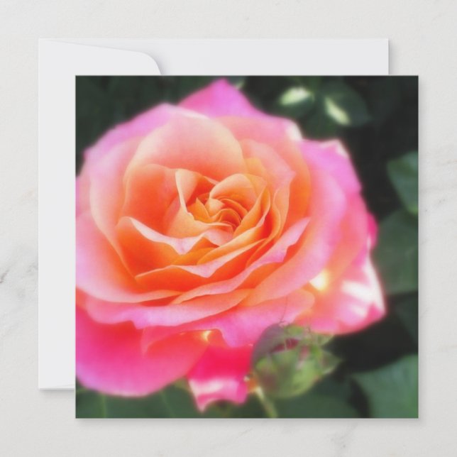 Hübsche Rosa und Orange Rose Makro Foto Gruß (Vorderseite)