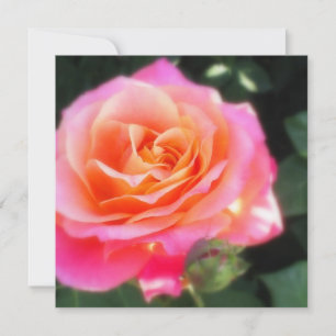 Hübsche Rosa und Orange Rose Makro Foto Gruß