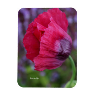 Hübsche rosa und violette Mohnblume Magnet