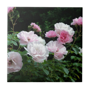 hübsche rosa und weiße Rosenblütensträucher. Flora Fliese