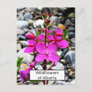 Hübsche rosa Wildblumen Feuerweed Bloom in Kanada Postkarte