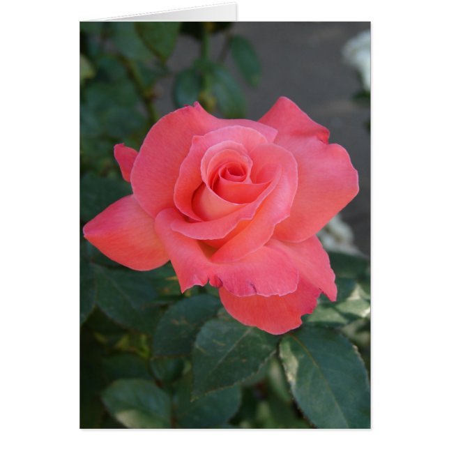 Hübsche Rose (Vorne)