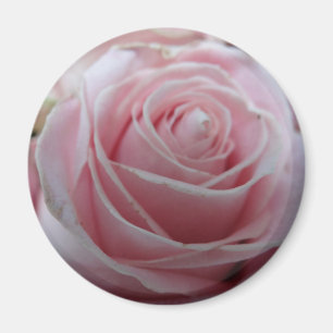 Hübsche Rosenblume Magnet