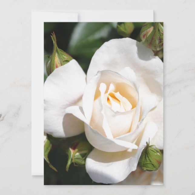 hübsche Rosenblütenkunst. Blumenkunst aus Foto. (Vorderseite)