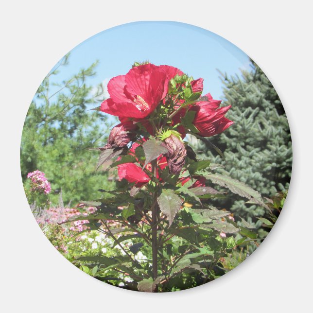 Hübsche Rote Blume des Magnet des mittleren Fotos (Vorne)
