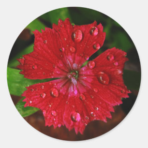Hübsche rote Blume mit Raindrops-Foto Runder Aufkleber