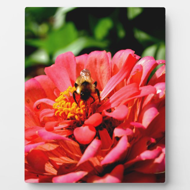 Hübsche Rote Blüte und Honigbiene Fotoplatte (Vorderseite)