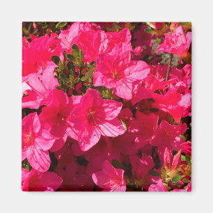 Hübsche Schließung der rosa Azaleen-Blume, Magnete Magnet