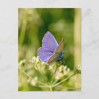 Hübsche Schmetterlingspostkarte Postkarte