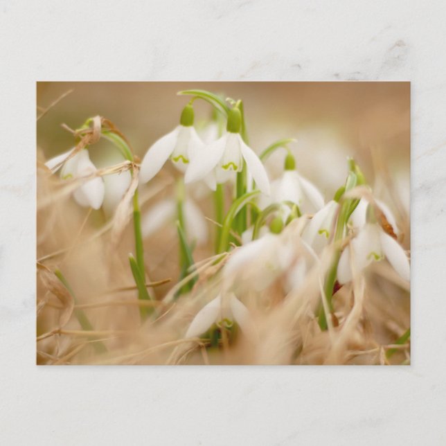 Hübsche Schneeverfahren Postkarte (Vorderseite)
