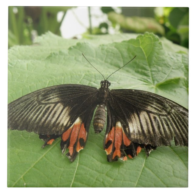 Hübsche Schwarz-Rot-Gold-Butterfly-Tile Fliese (Vorderseite)