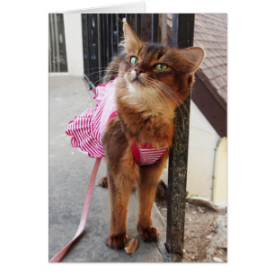 Hübsche somalische Katze im Kleid für Fall