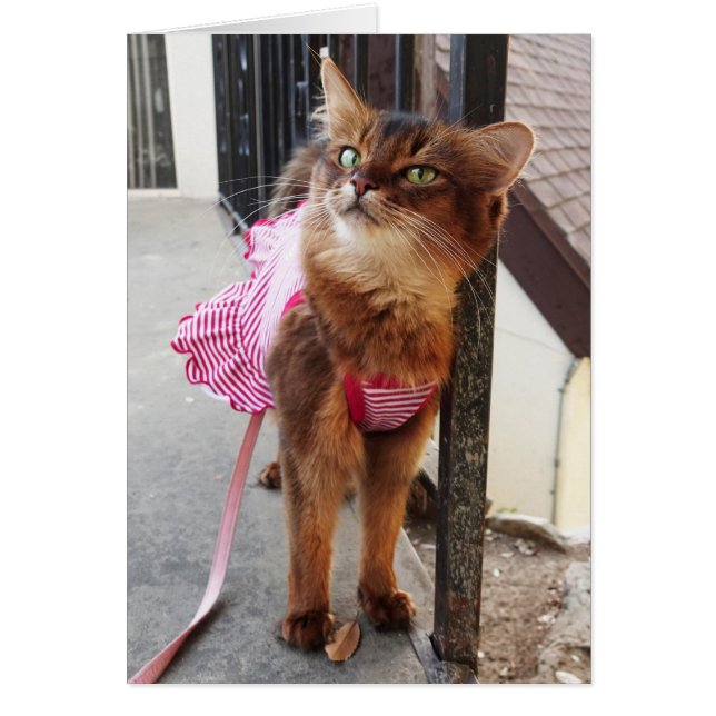 Hübsche somalische Katze im Kleid für Fall (Vorne)