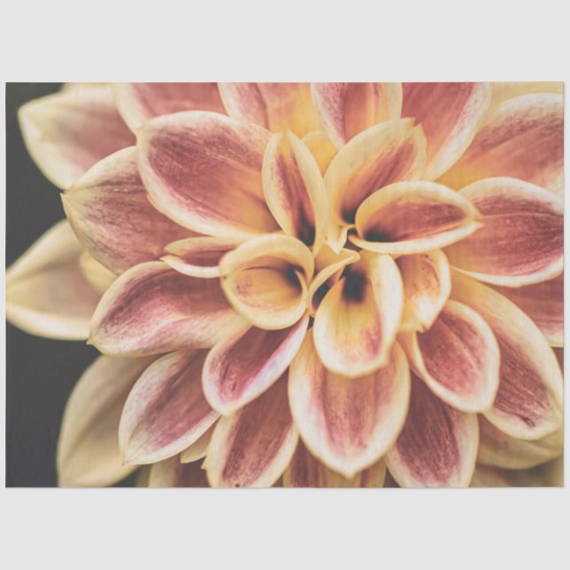 Hübsche Sommer Dahlia Blume (Schöne Blumenkunst) Seidenpapier (Vorderseite)