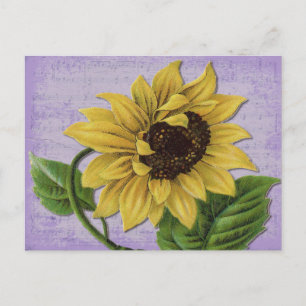 Hübsche Sonnenblume auf Notenmusik Postkarte
