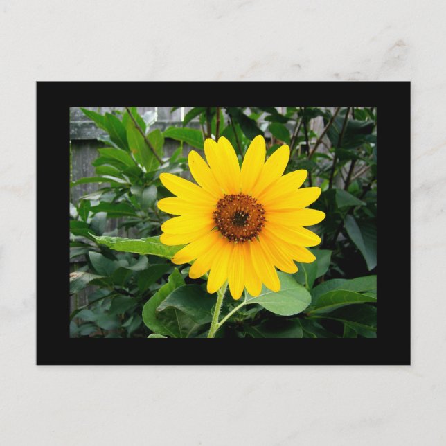 Hübsche Sonnenblume Postkarte (Vorderseite)