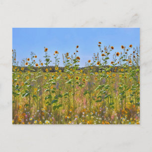 Hübsche Sonnenblumen Blume auf einem Bauernhof Pos Postkarte