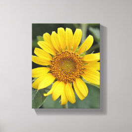 Hübsche Sonnengelbe Sonnenblume 8" x 10" Leinwanddruck