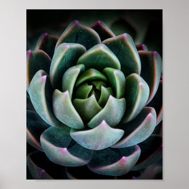 Hübsche Sukkulente Pflanze Natur Fotografie Foto Poster (Vorne)