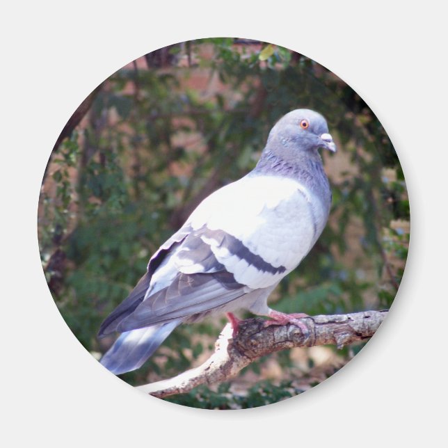Hübsche Taube Magnet (Vorne)