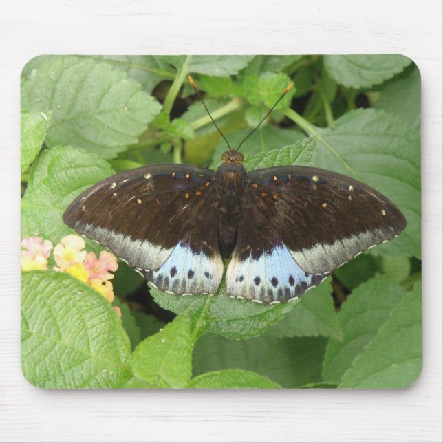 Hübsche Tropenschmetterlingsmousepad Mousepad (Vorne)