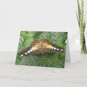 Hübsche Tropical Clipper Butterfly Grußkarte Karte