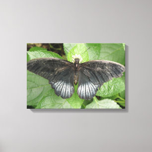 Hübsche tropische Schmetterlinge und Blume Canvas Leinwanddruck