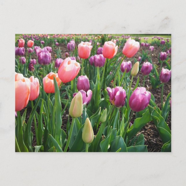 Hübsche Tulips Postkarte (Vorderseite)