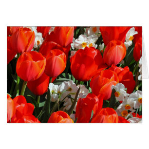 Hübsche Tulpen und Narzissen