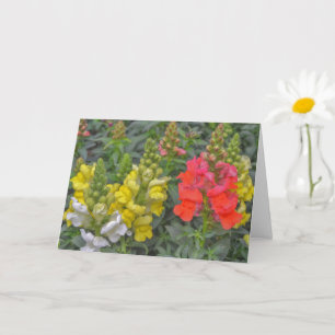 Hübsche und farbenfrohe Snapdragon Blume Art Karte