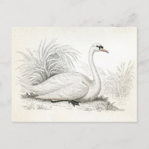 Hübsche Vintage Swan Illustration Postkarte
