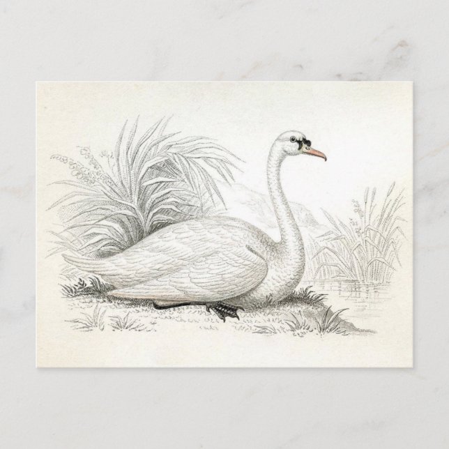 Hübsche Vintage Swan Illustration Postkarte (Vorderseite)