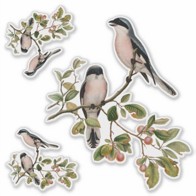 Hübsche Vintage Vögel im Roten Berry-Baum Aufkleber (Vorderseite)