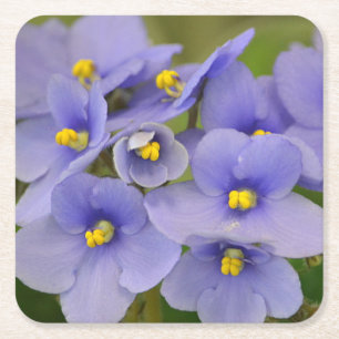 Hübsche Violets Party Untersetzer