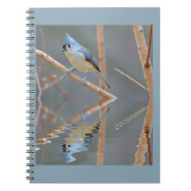 Hübsche Vogelreflektionen