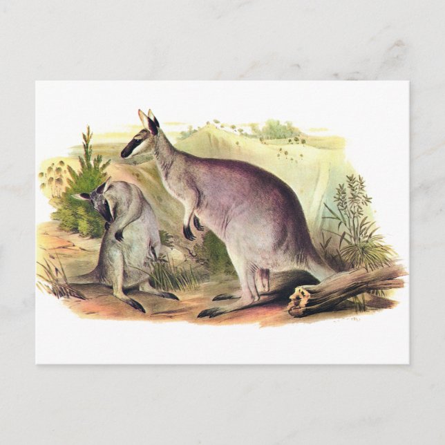 Hübsche Wallaby Postkarte (Vorderseite)