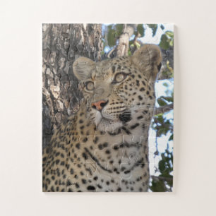HÜBSCHE WEIBLICHE LEOPARDIN NAHAUFNAHME
