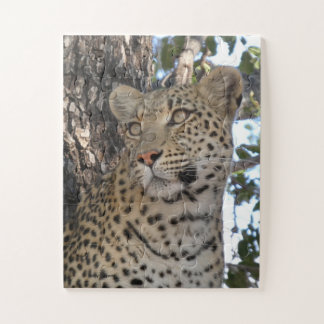 HÜBSCHE WEIBLICHE LEOPARDIN NAHAUFNAHME