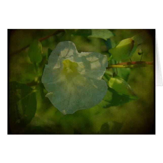 Hübsche weiße Blume (Vorderseite (Horizontal))