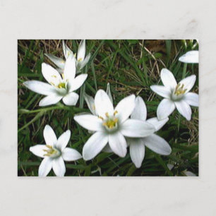 Hübsche weiße Blume Postkarte