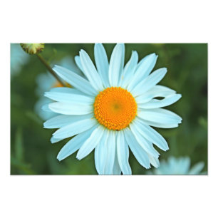 hübsche weiße Blume sehen. Fotodruck