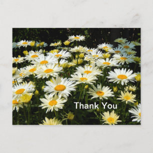 Hübsche weiße Gänseblümchen Garten Blumen Foto Dan Postkarte