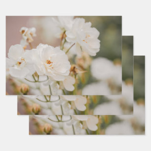 Hübsche weiße Korbin-Rosen echtes botanisches Foto Geschenkpapier Set
