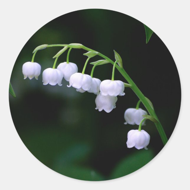 Hübsche Weiße Lilie des Valley Floral Foto Runder Aufkleber (Vorderseite)