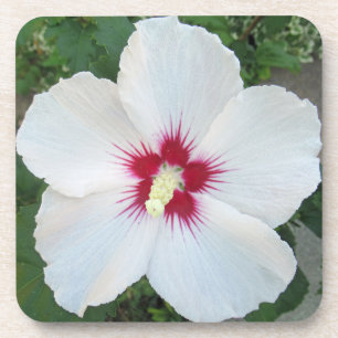 Hübsche Weiße Rose von Sharon Summer Blume Foto Getränkeuntersetzer