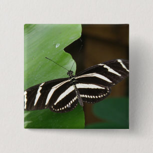 Hübsche Zebra-Langflügel-Schmetterlingschaltfläche Button